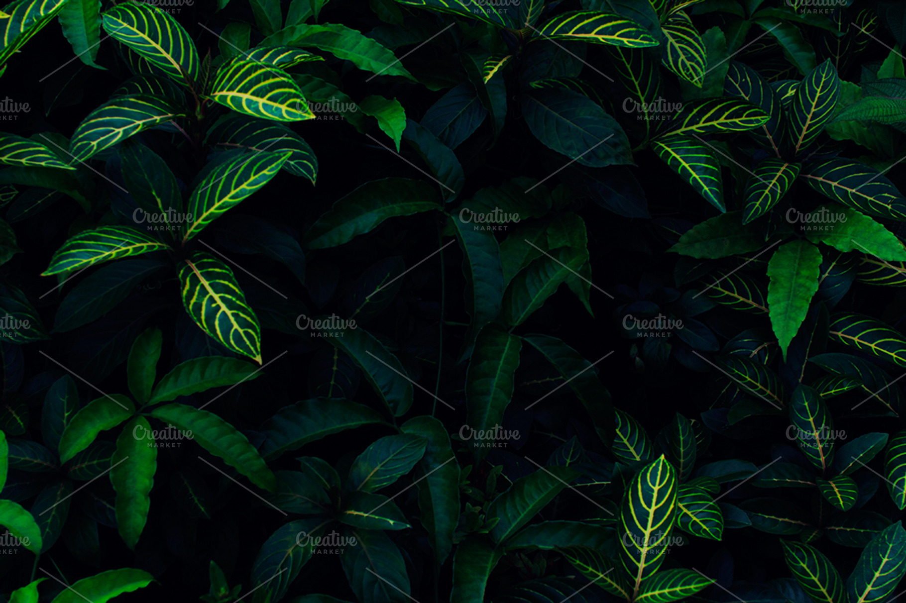 Tropical leaves backgrounds, jungle | High-Quality Nature Stock Photos