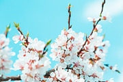 Apricot blossom background featuring blossoming, blossom, and flower