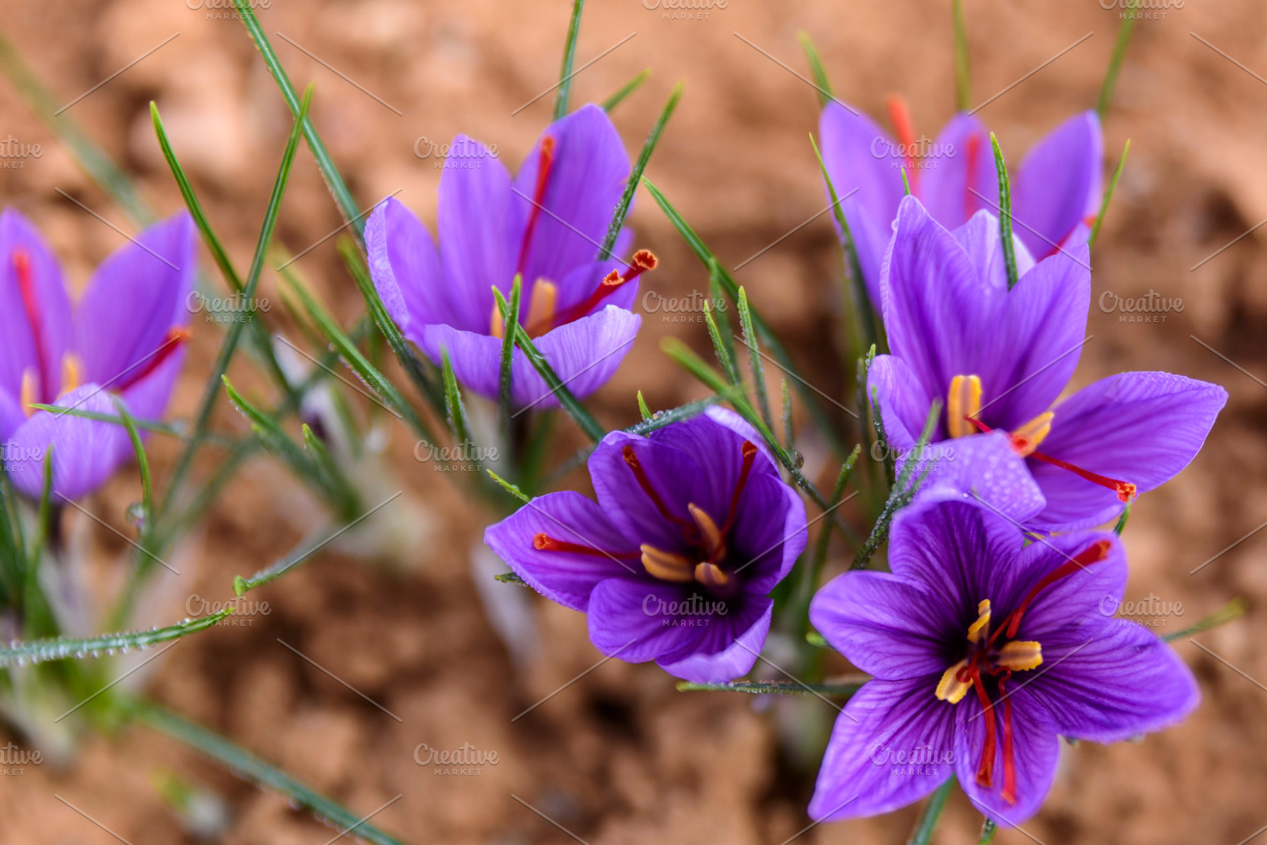 Saffron flowers 3 HighQuality Nature Stock Photos Creative Market