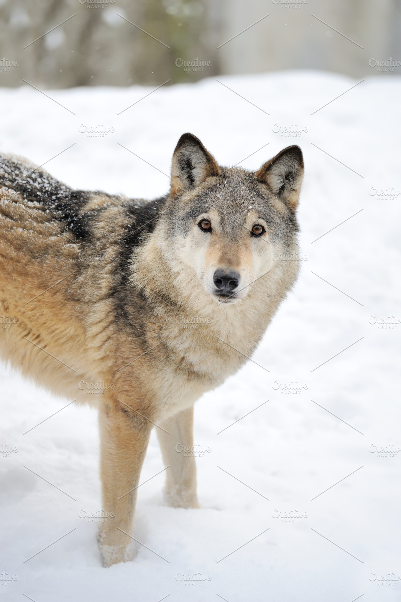 Wolf stock photo containing adult and animal Animal Stock Photos