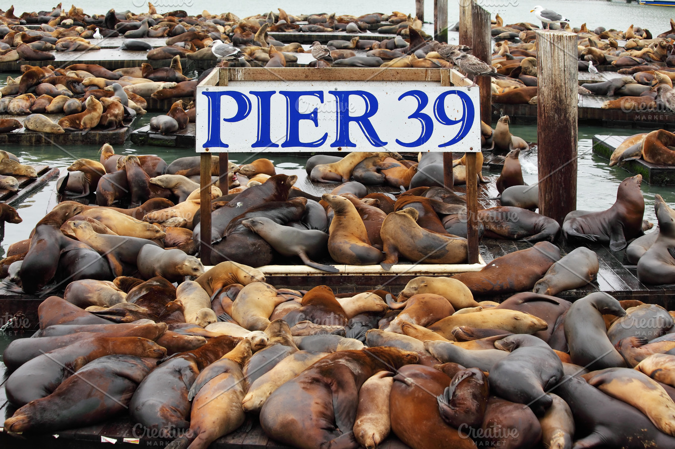 Sea lions at Pier 39 in San Francisco, Stock image