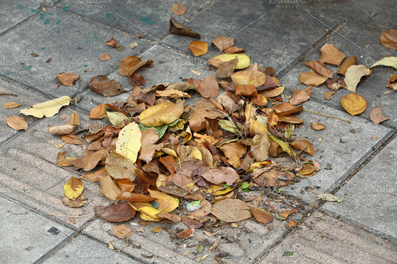 leaves-and-dry-waste-stock-photos-creative-market