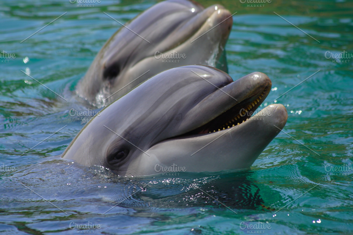 Dolphin Swims In The Sea Portrait Smiling Dolphins High Quality