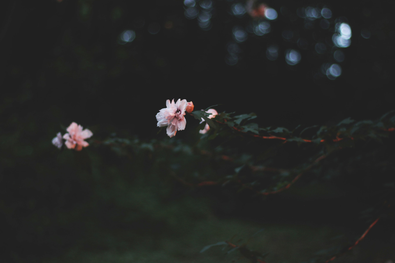 Flower in Darkness | High-Quality Nature Stock Photos ~ Creative Market