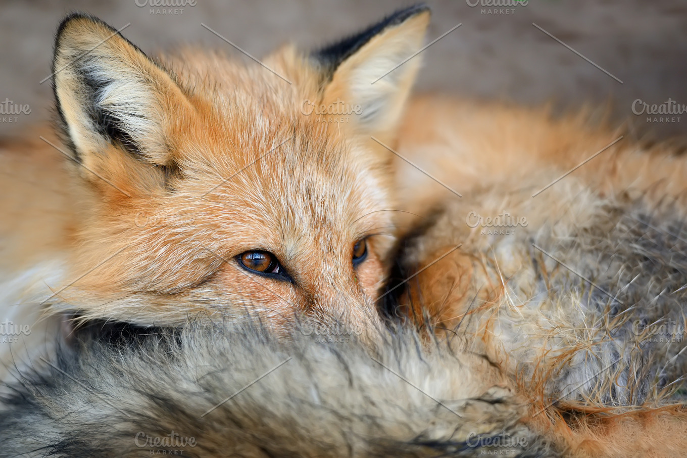 Fox containing fox, animal, and wildlife | High-Quality Animal Stock