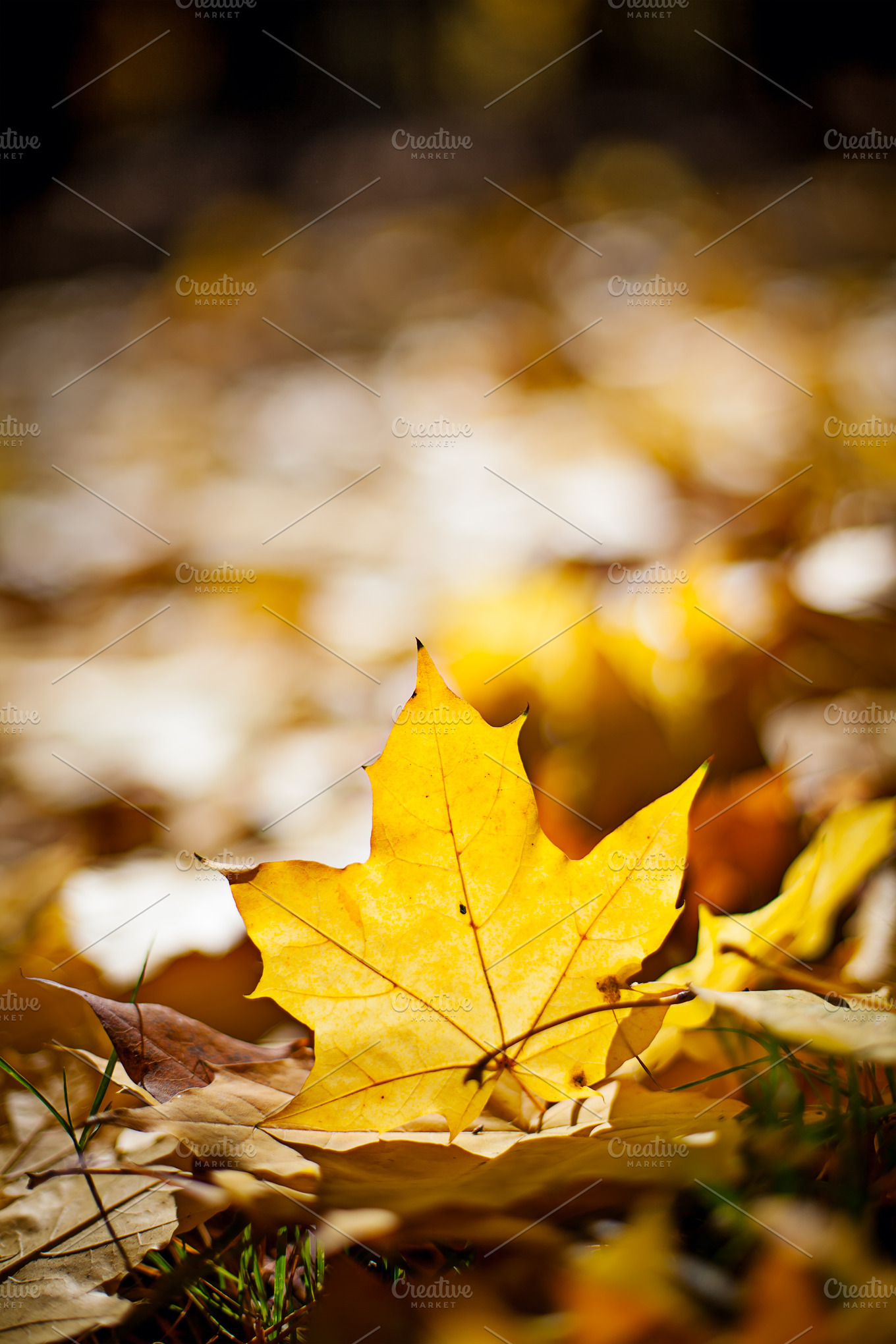 Bright Golden Autumn Maple Leafs Containing Autumn Background And Beautiful Nature Stock 