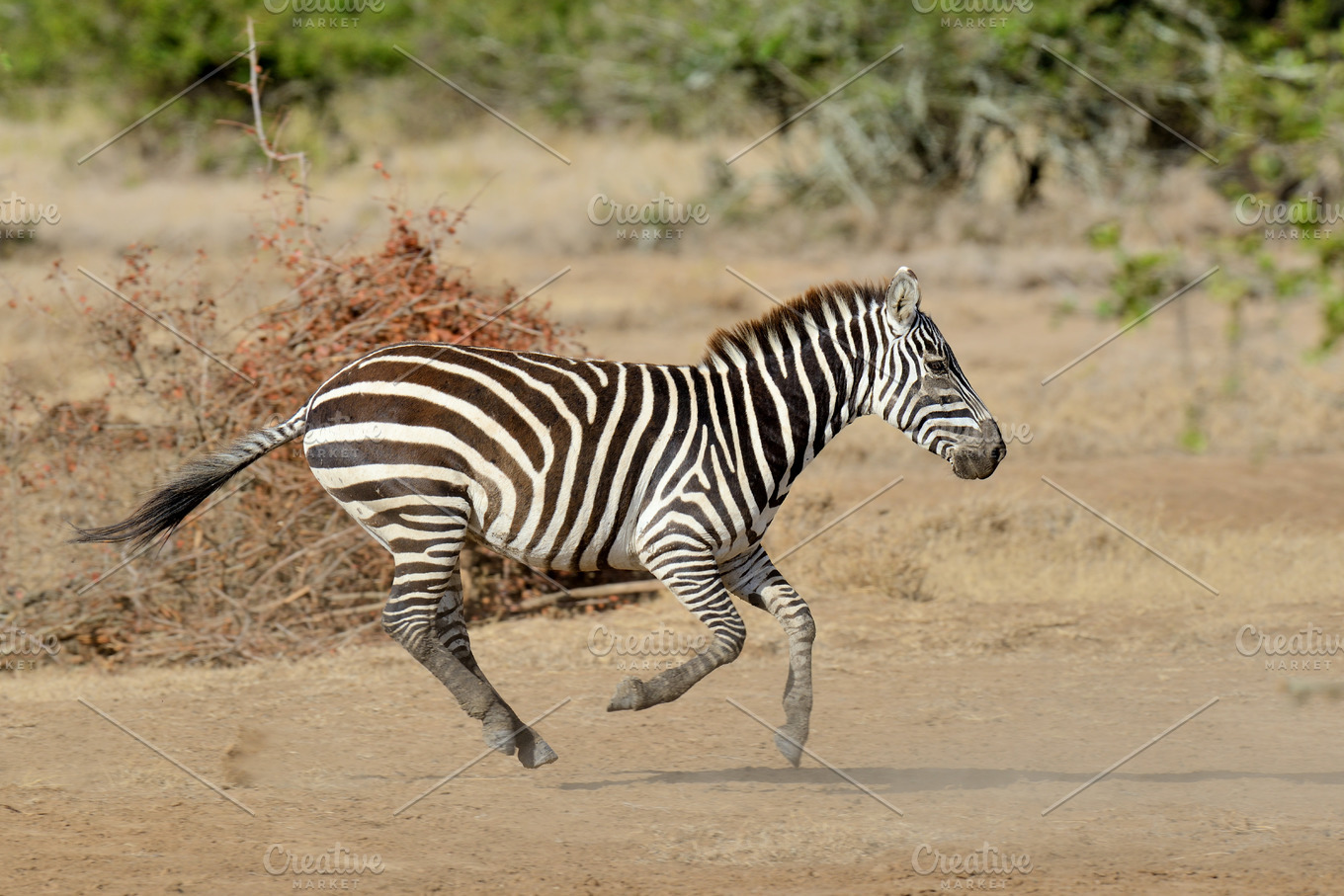 Zebra | High-Quality Animal Stock Photos ~ Creative Market