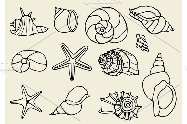 Set of vector vintage seashells. | Pre-Designed Illustrator Graphics