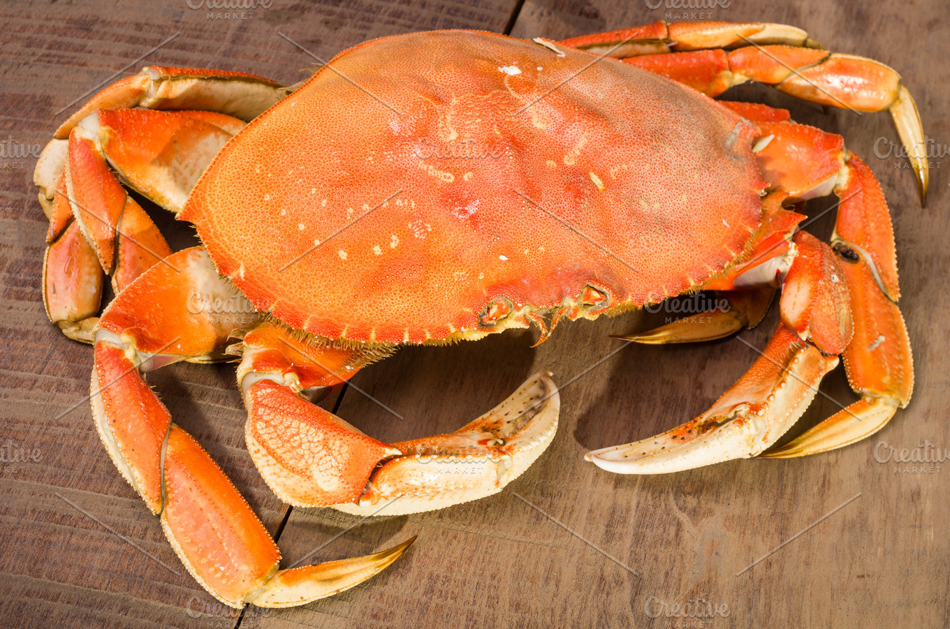 dungeness-crab-ready-to-cook-stock-photo-containing-food-and-seafood