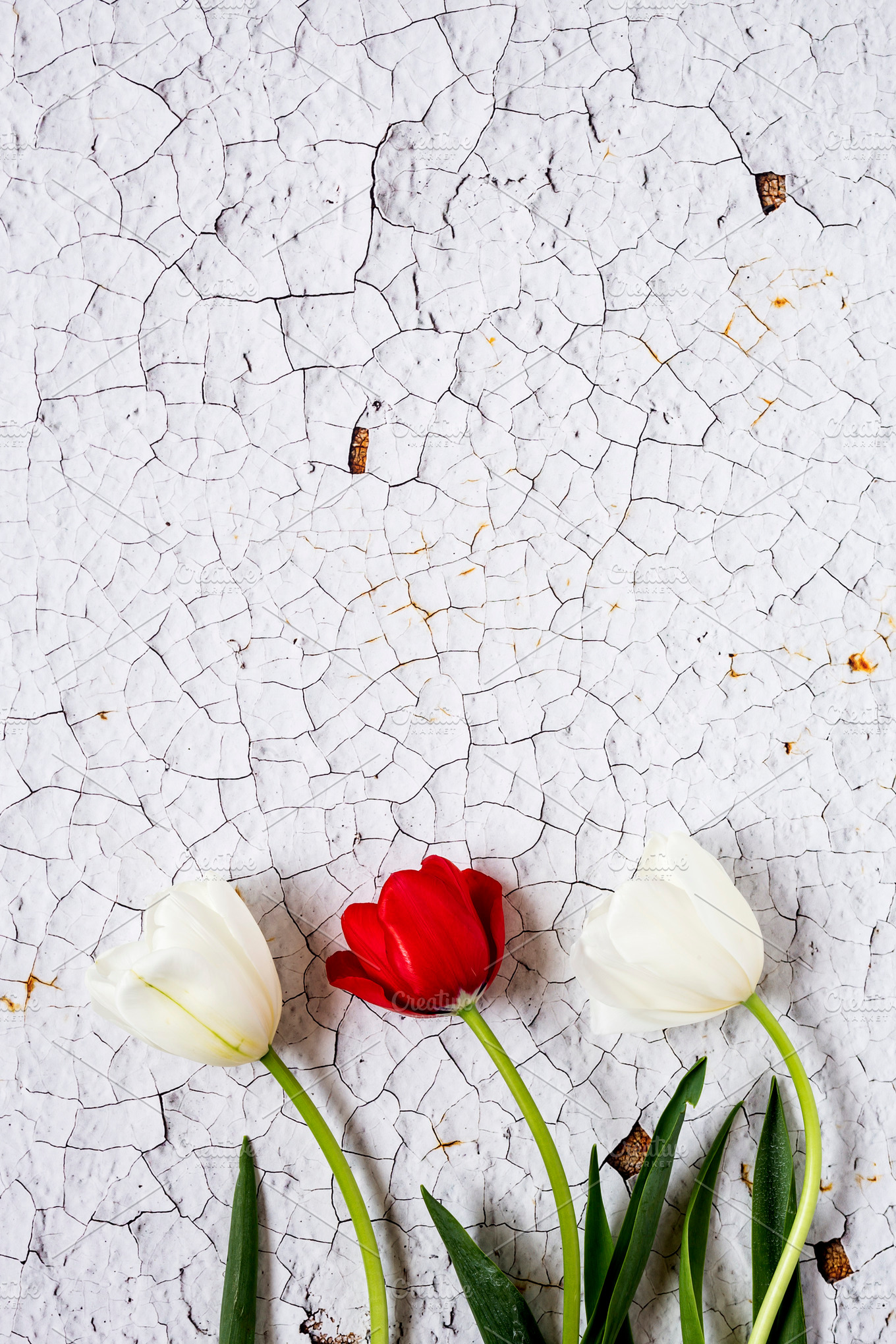 Floral background containing flowers, tulips, and ranunculus | Nature