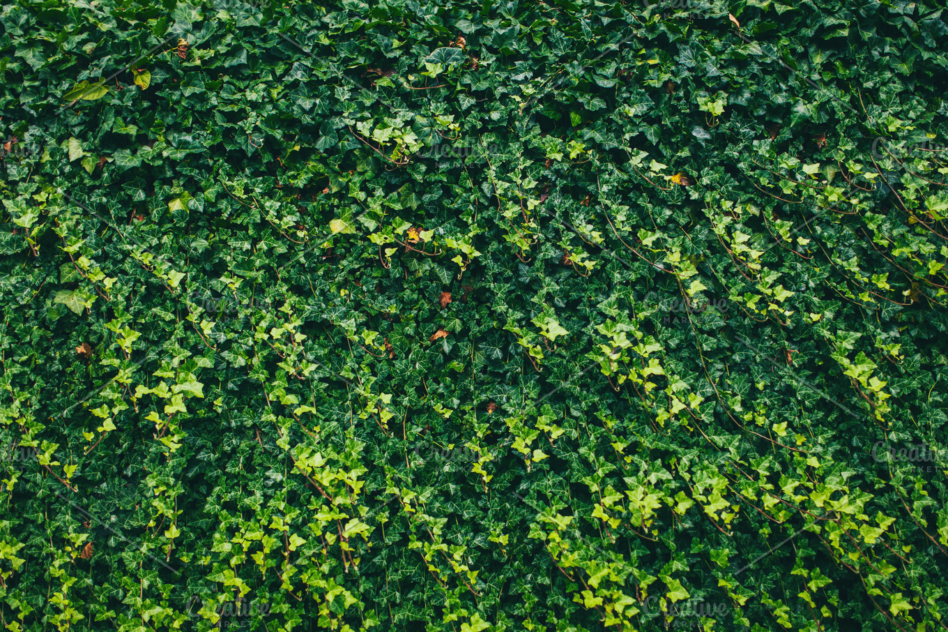 Leaves wall | Nature Stock Photos ~ Creative Market