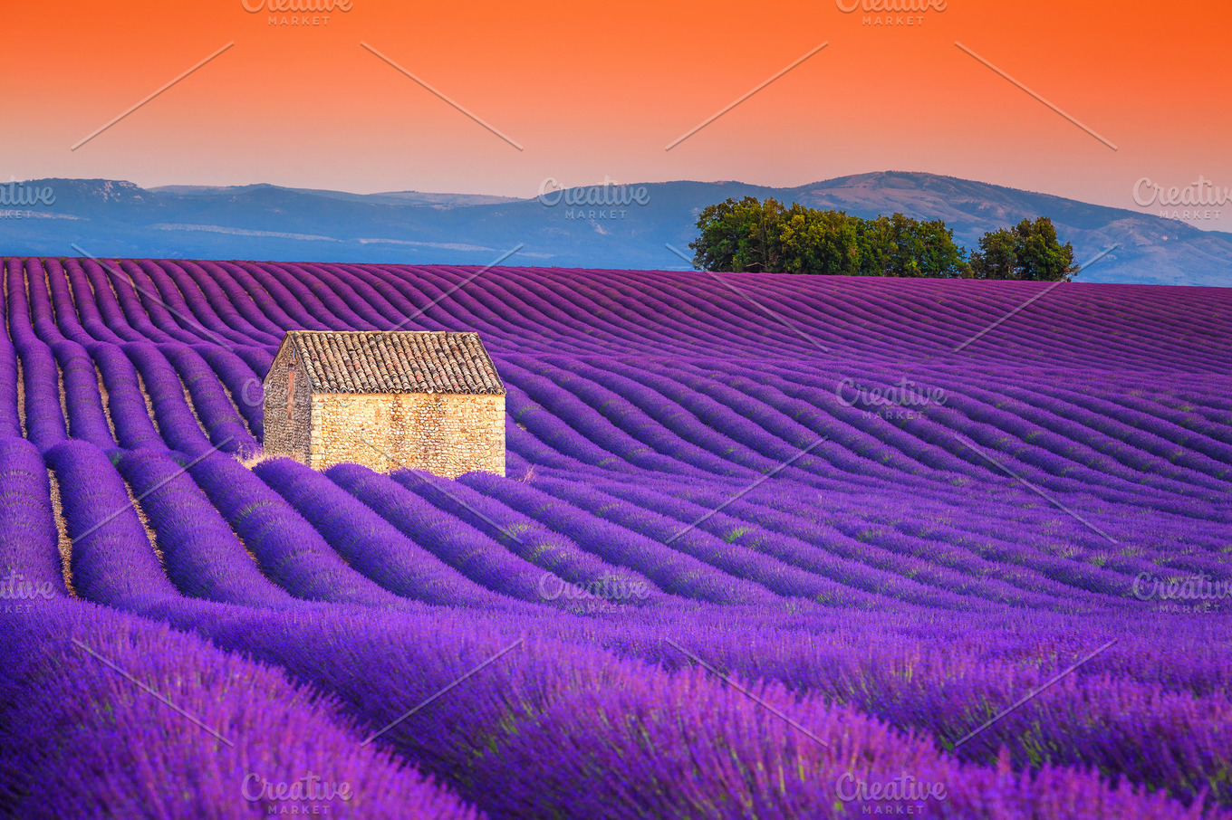 Lavender field in provence france stock photo containing abundance and