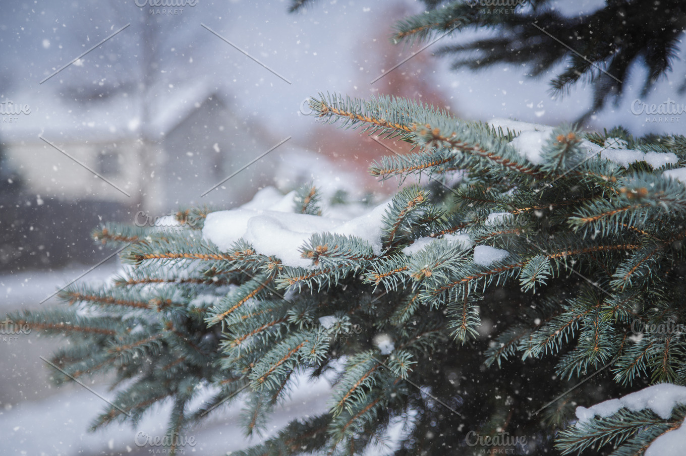 Snowy Pine | Nature Stock Photos ~ Creative Market