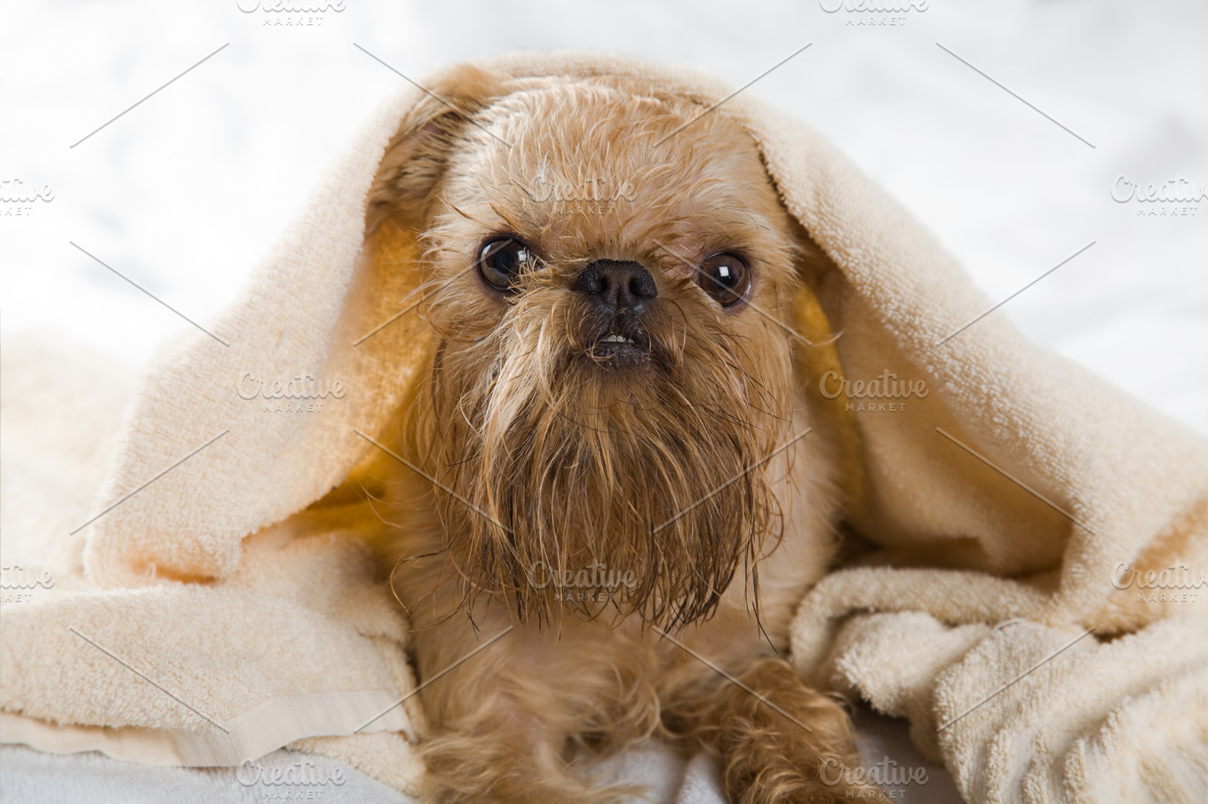 Griffon Bruxellois Dog Featuring Animals Dogs And Pets High Quality Animal Stock Photos Creative Market