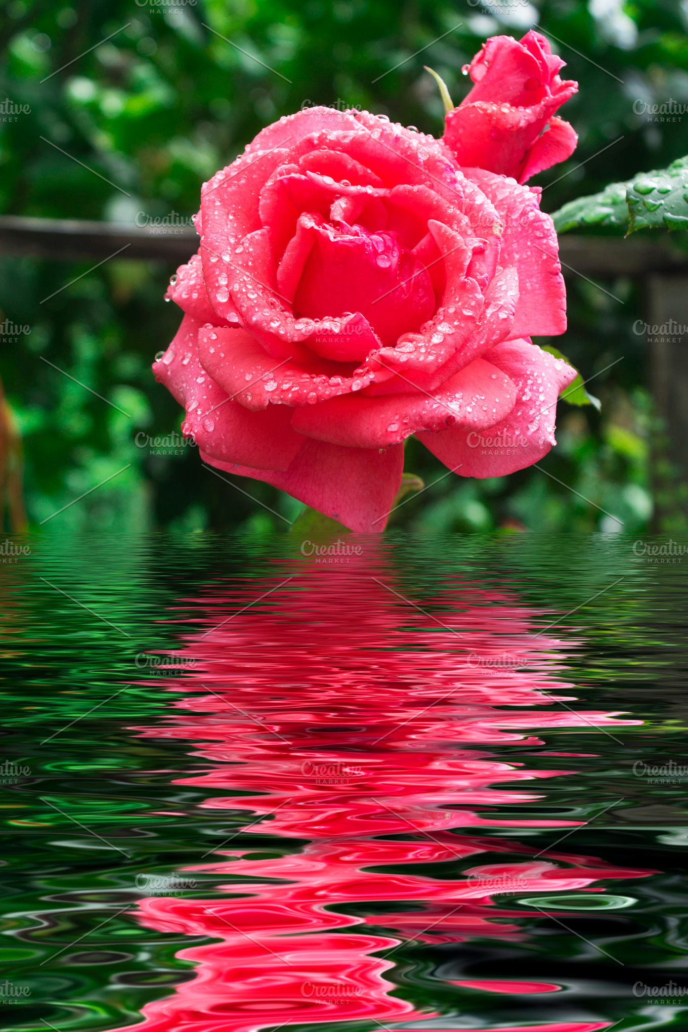 Roses reflected in water stock photo containing rose and pink | Nature ...