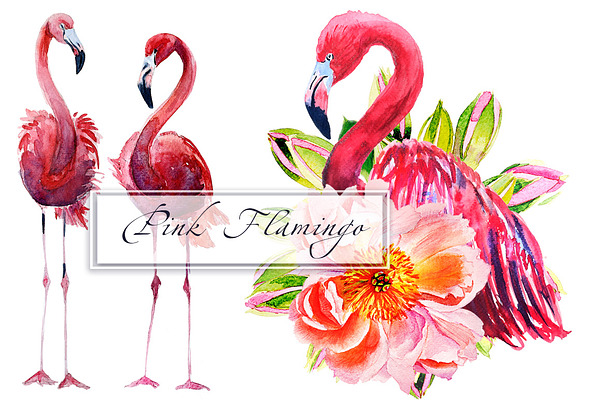 Watercolor Flamingo Set CustomDesigned Illustrations