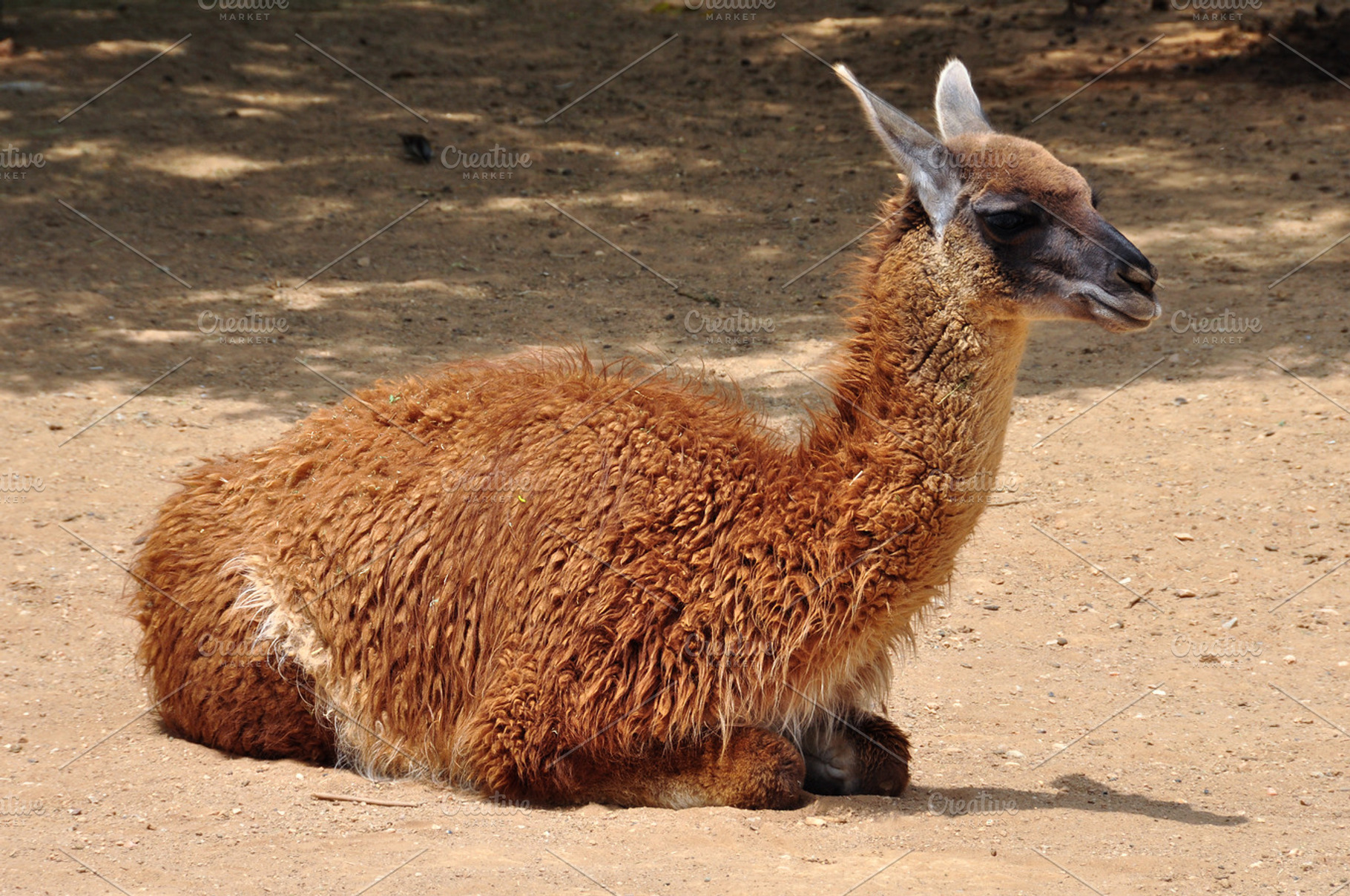 Guanaco Camelid Animal | High-Quality Animal Stock Photos ~ Creative Market