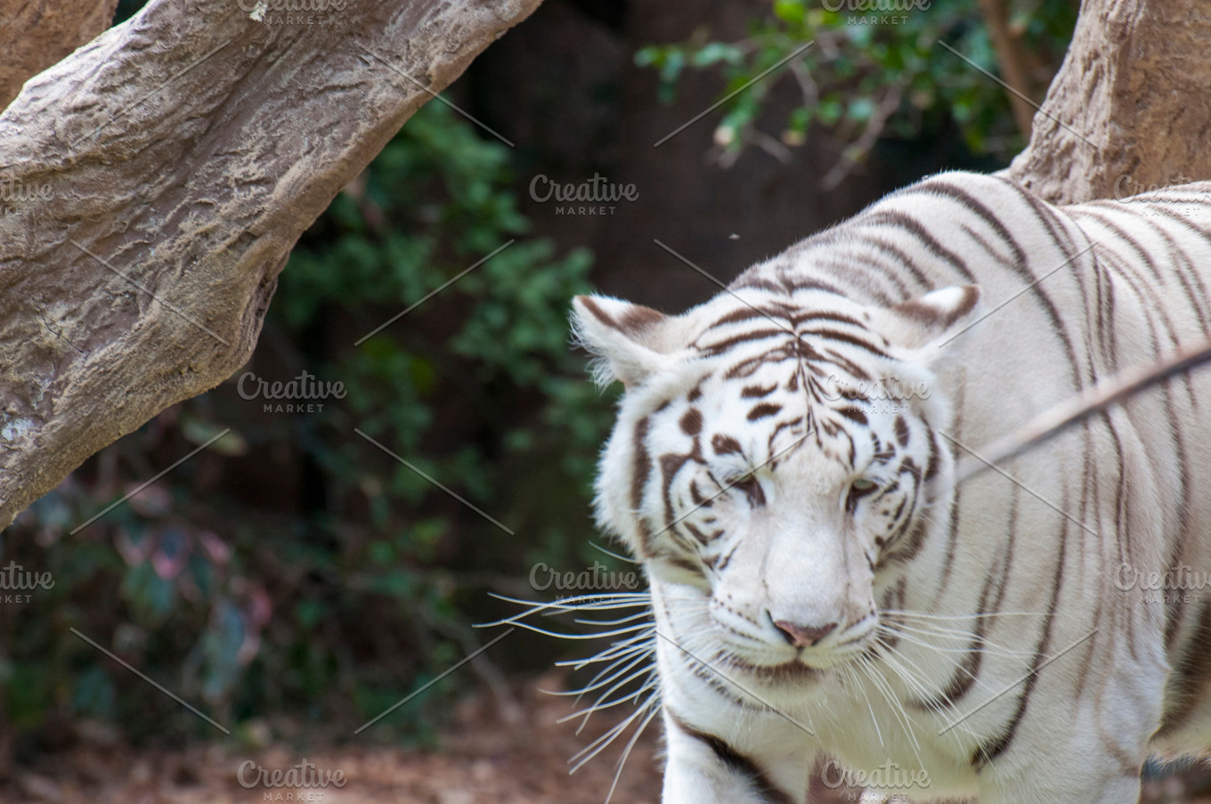 White tiger stock photo containing tiger and white | High-Quality