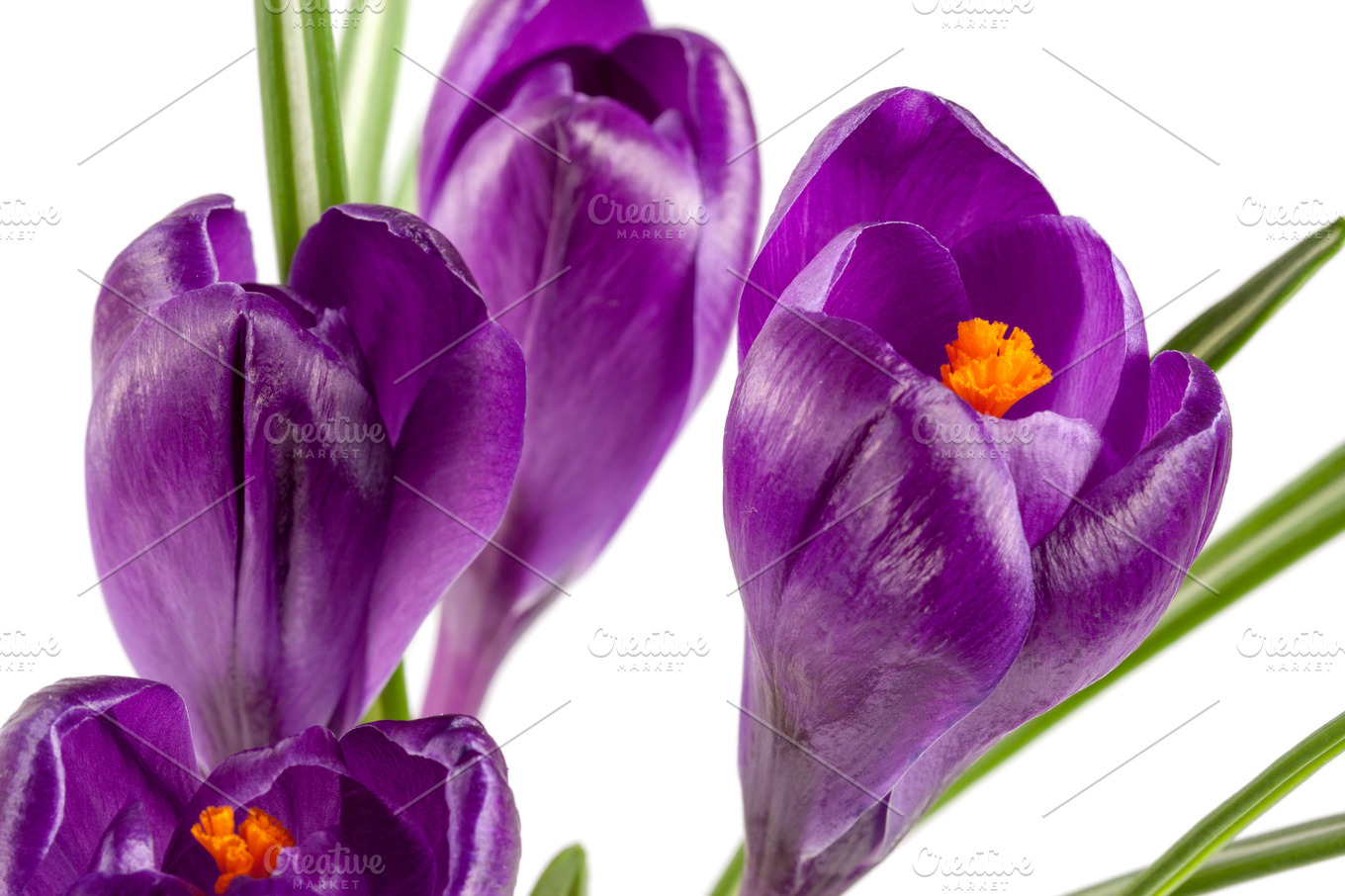 Crocus flowers isolated on white background closeup featuring crocus