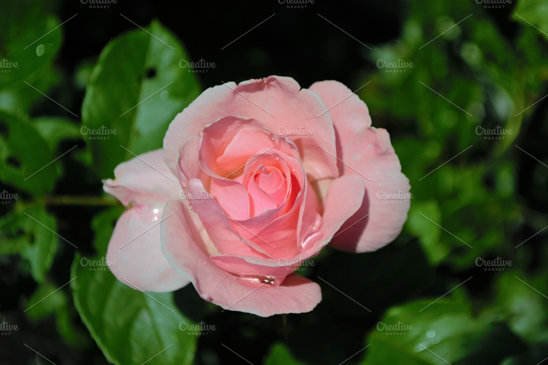 Pink Rose with Water | High-Quality Nature Stock Photos ~ Creative Market