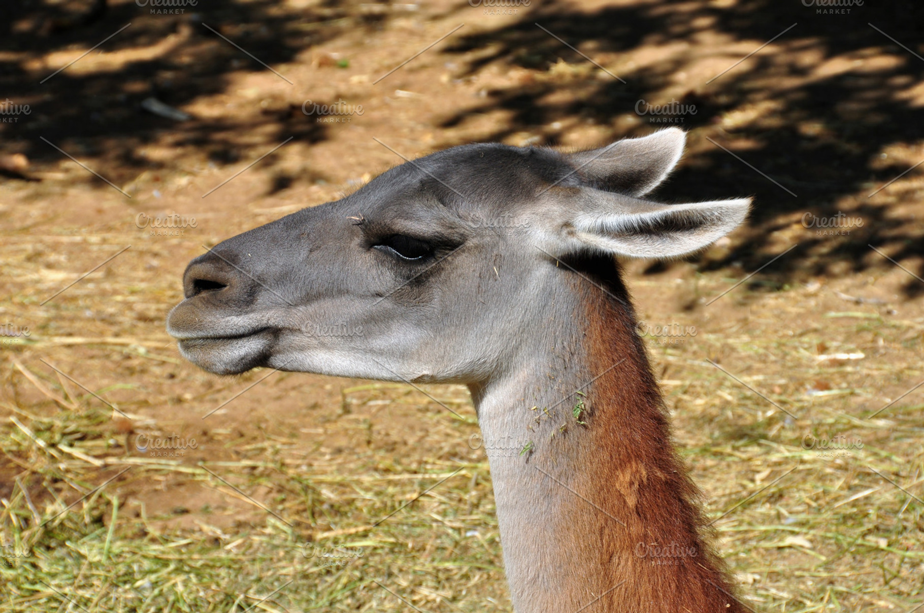 Guanaco Animal | High-Quality Animal Stock Photos ~ Creative Market