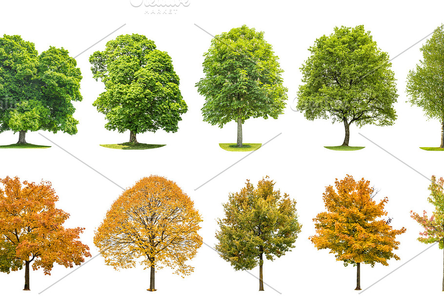 Collection of green trees JPG | High-Quality Nature Stock Photos