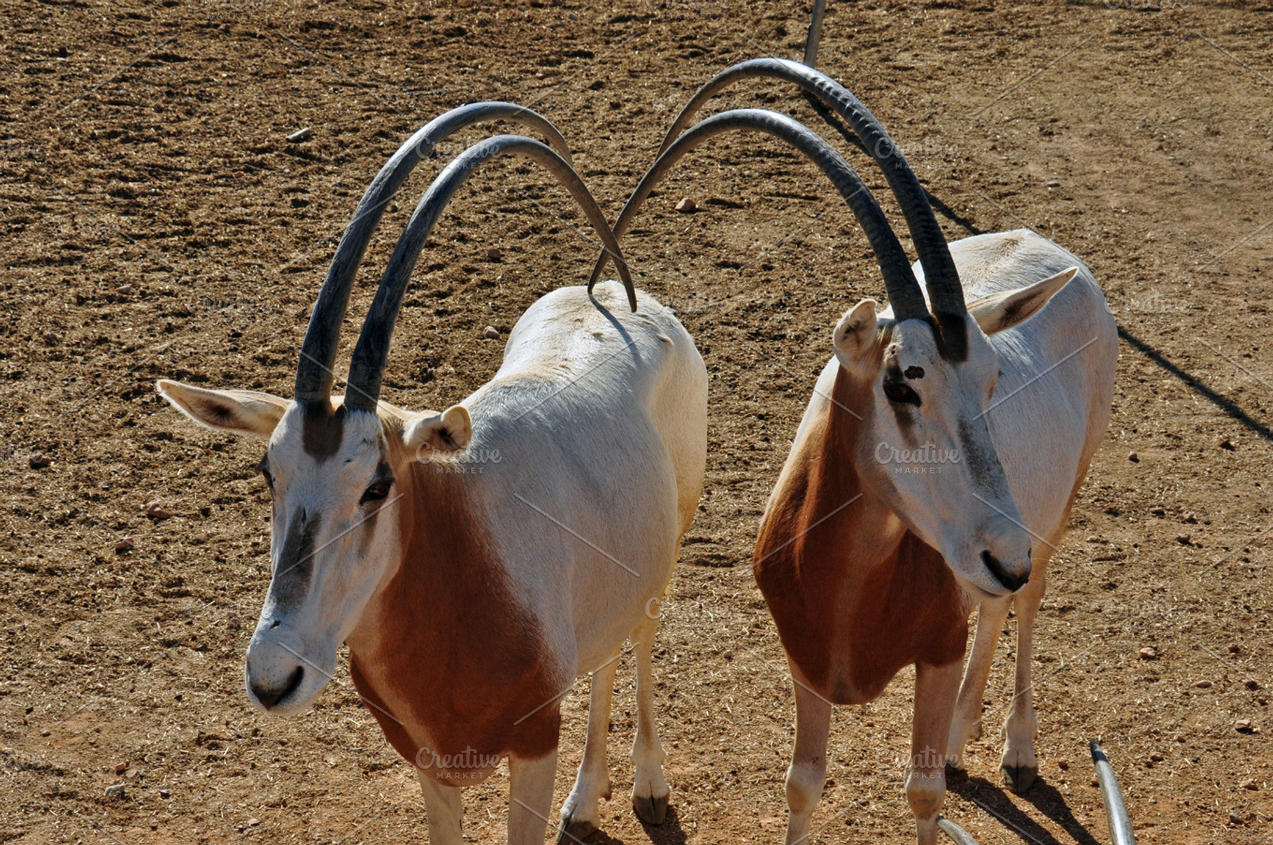 Scimitar Horned Oryx Antelopes HighQuality Animal Stock Photos Creative Market