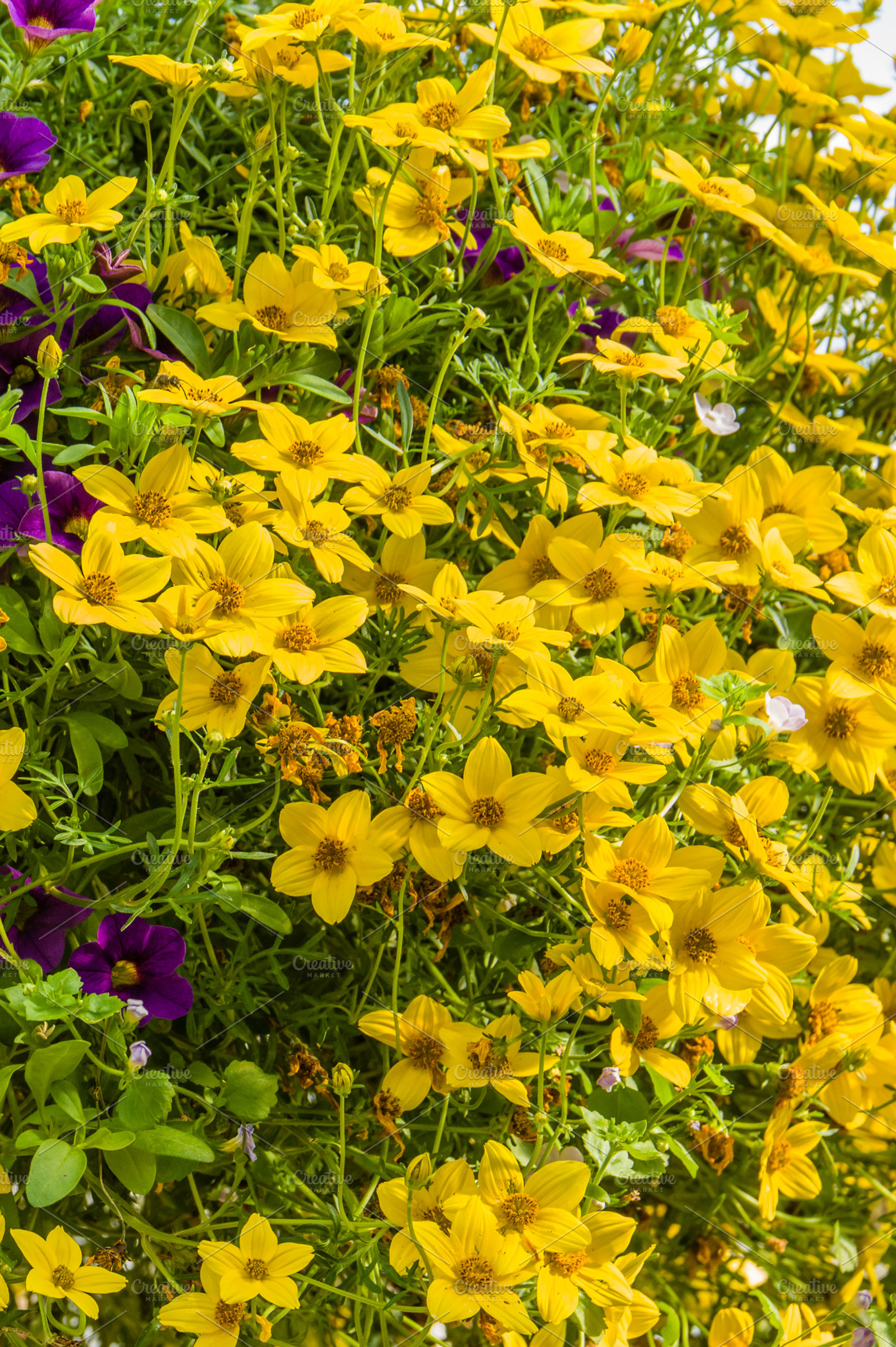 Hanging basket of yellow flowers HighQuality Nature Stock Photos