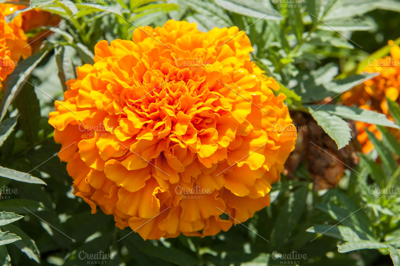 marigold yellow flower blooming beautiful in garden ...