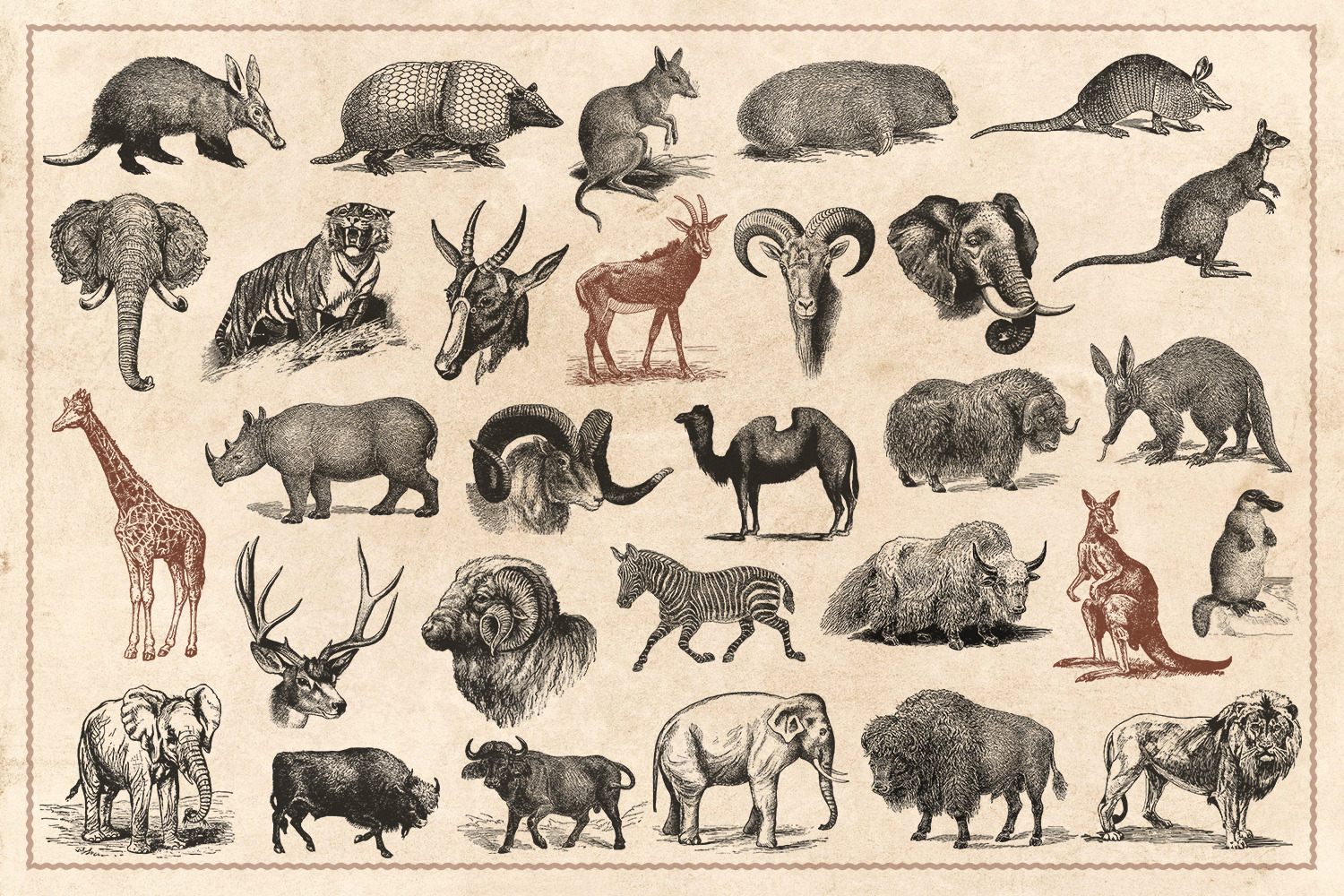 176 Vintage Wild Animals (Vector) | Animal Illustrations ~ Creative Market