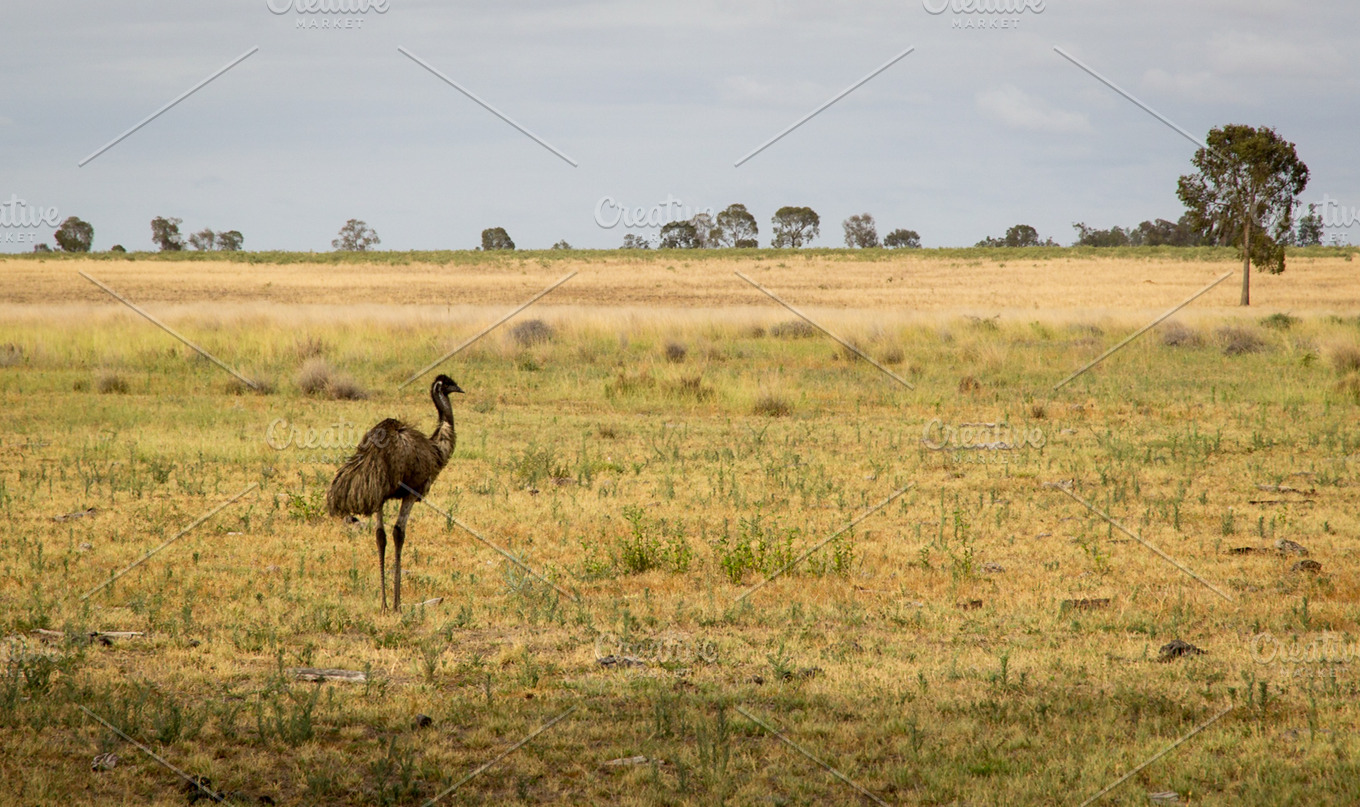 Wild Australian Emu | Animal Stock Photos ~ Creative Market