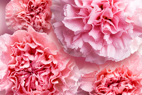 Pink carnation flower background | High-Quality Nature Stock Photos