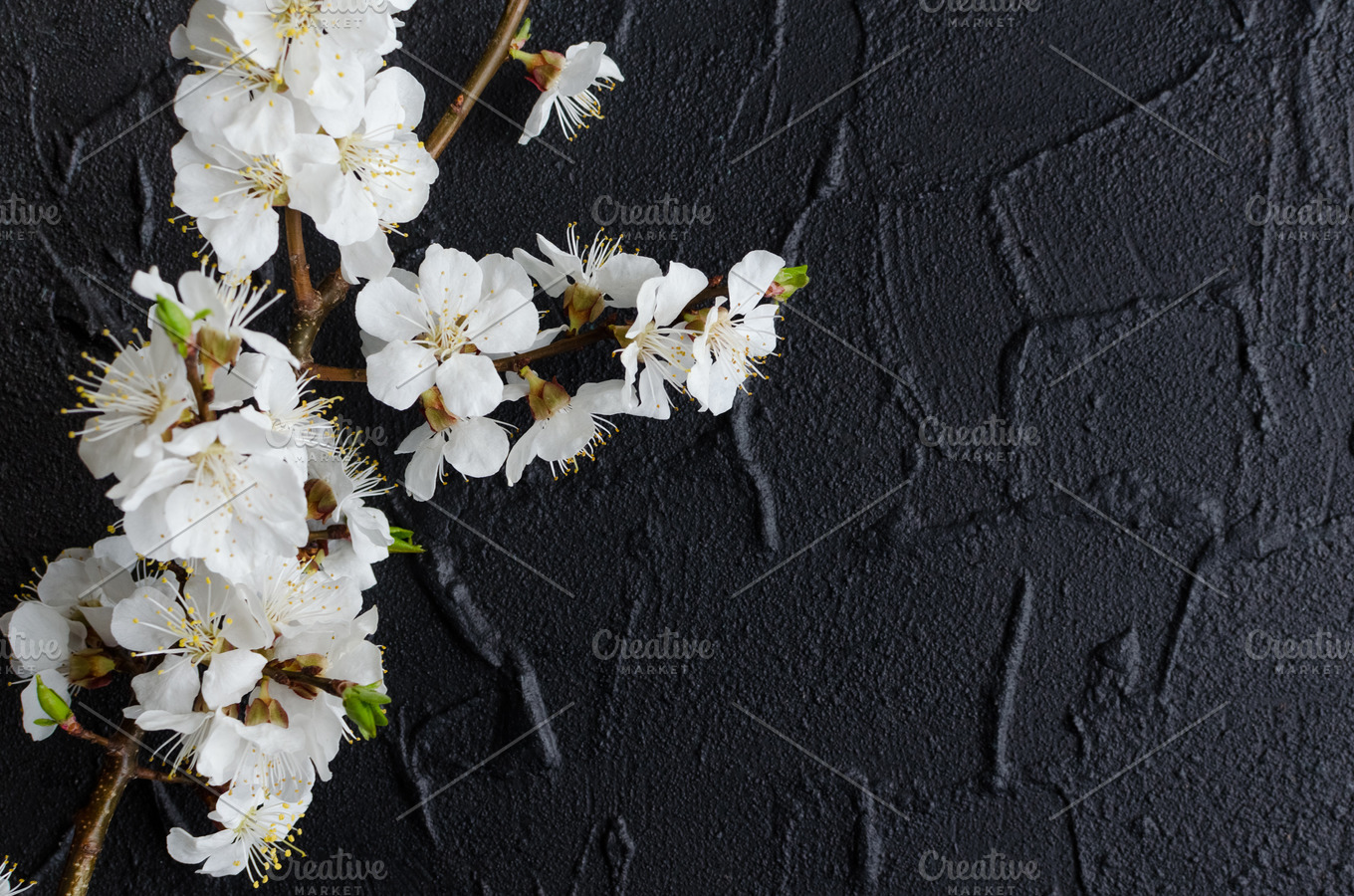 Spring cherry blossom on black background | Nature Stock Photos ~ Creative Market