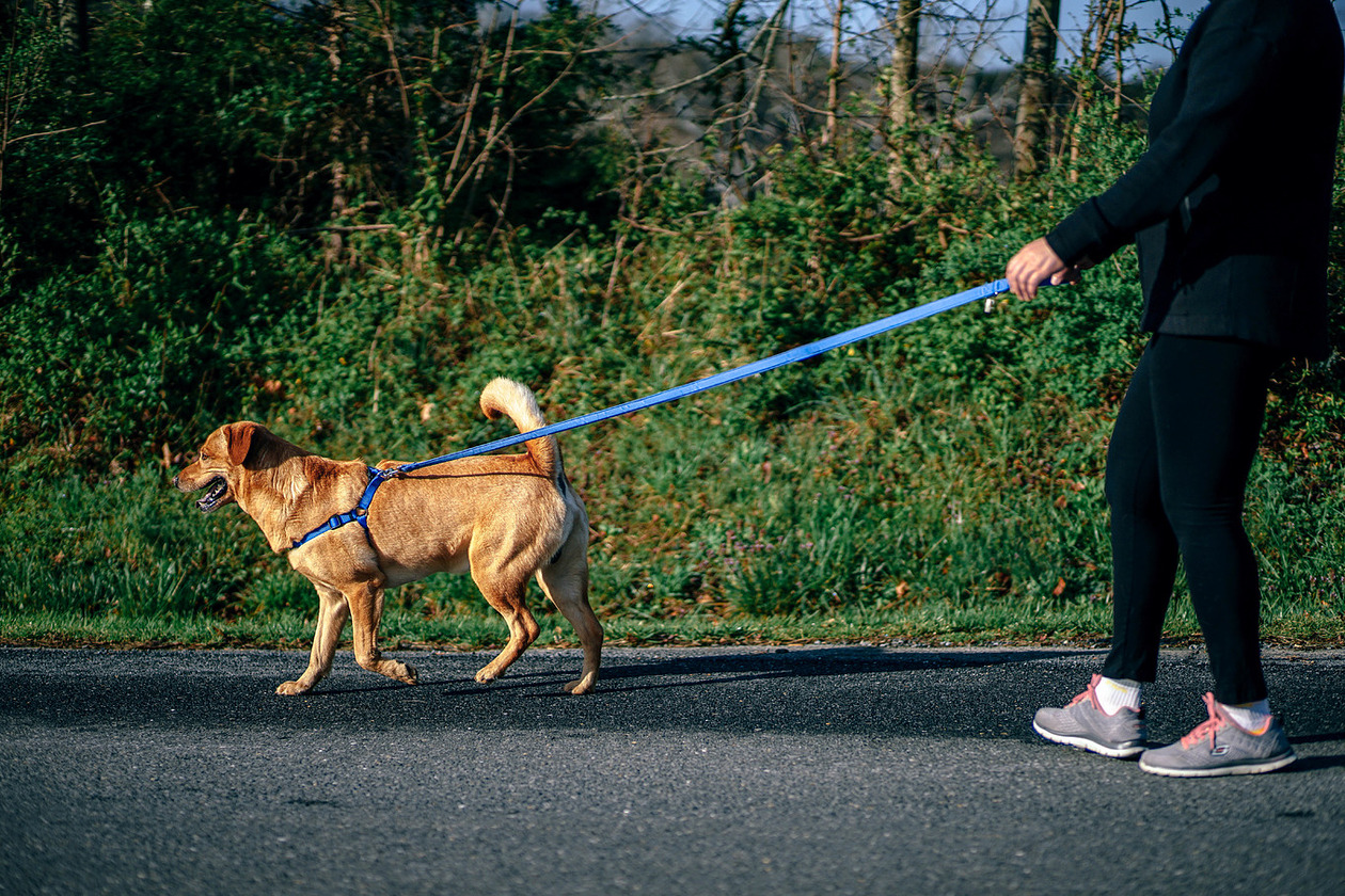 Walking pet. Поводок для собак. Прогулка с собакой. Прогулка с собакой на поводке. Прогулка с питомцем.