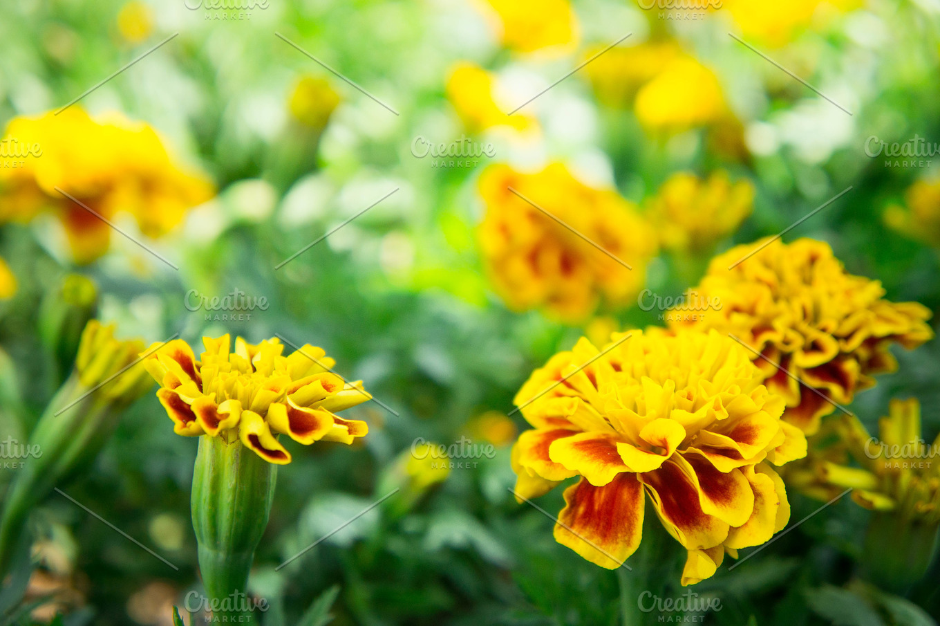 Marigold flowers in the garden containing marigold, background, and