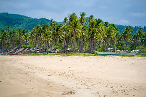 Palm tree on Nacpan Beach, El Nido, Palawan, Philippines