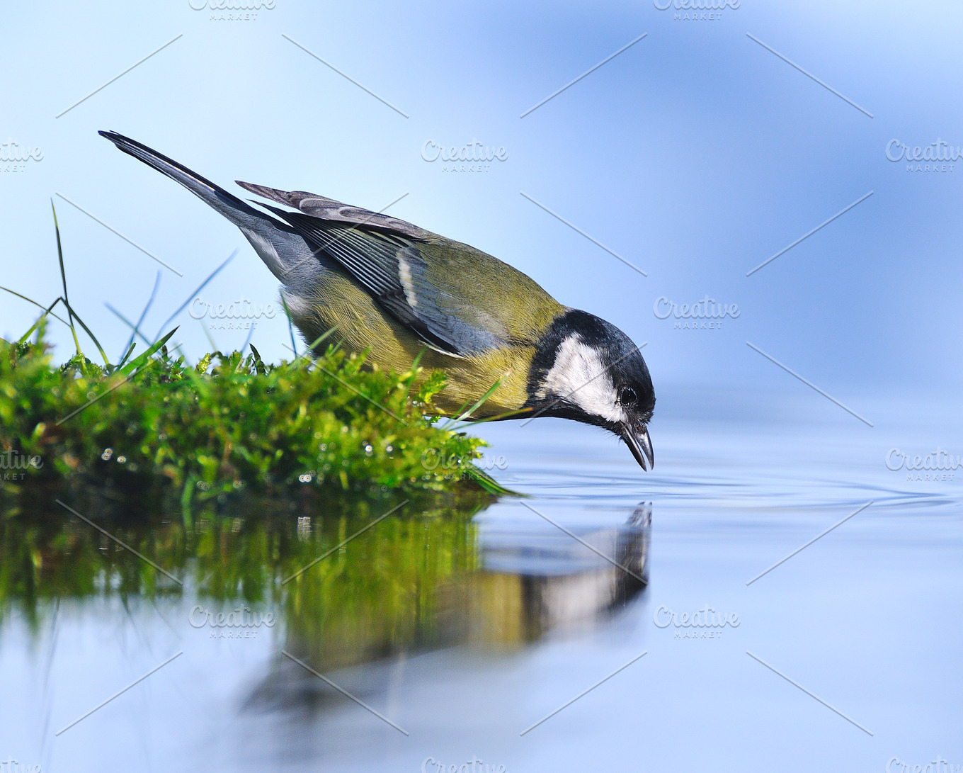 Bird drinking water containing bird, water, and tit HighQuality