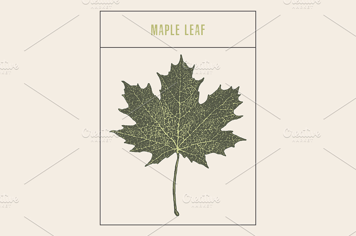 Maple leaf | Pre-Designed Illustrator Graphics ~ Creative Market