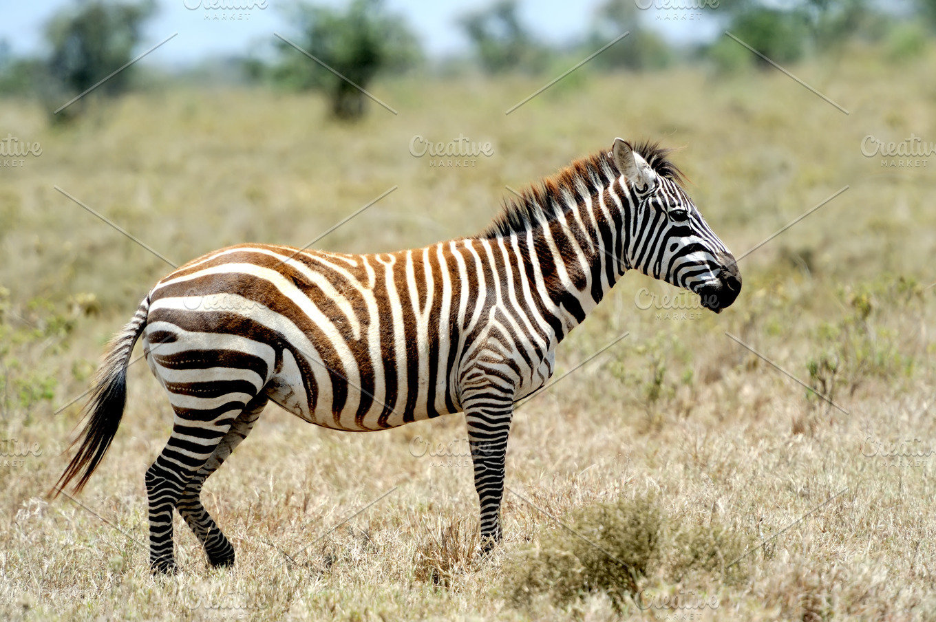 Zebra featuring zebra, wildlife, and mammal | High-Quality Animal Stock