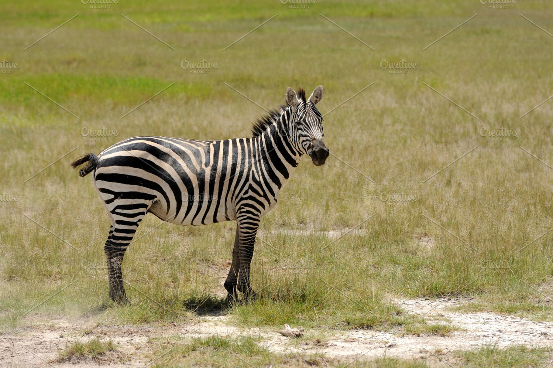 Zebra stock photo containing zebra and wildlife | High-Quality Animal