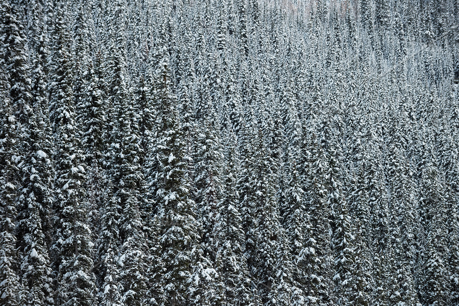 Frosted wood