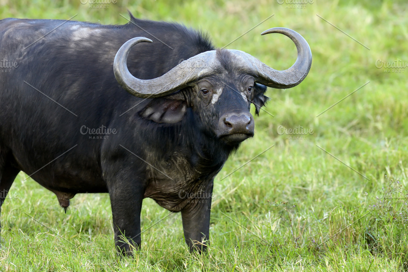 Bufallo containing buffalo, africa, and wildlife | Animal Stock Photos ...