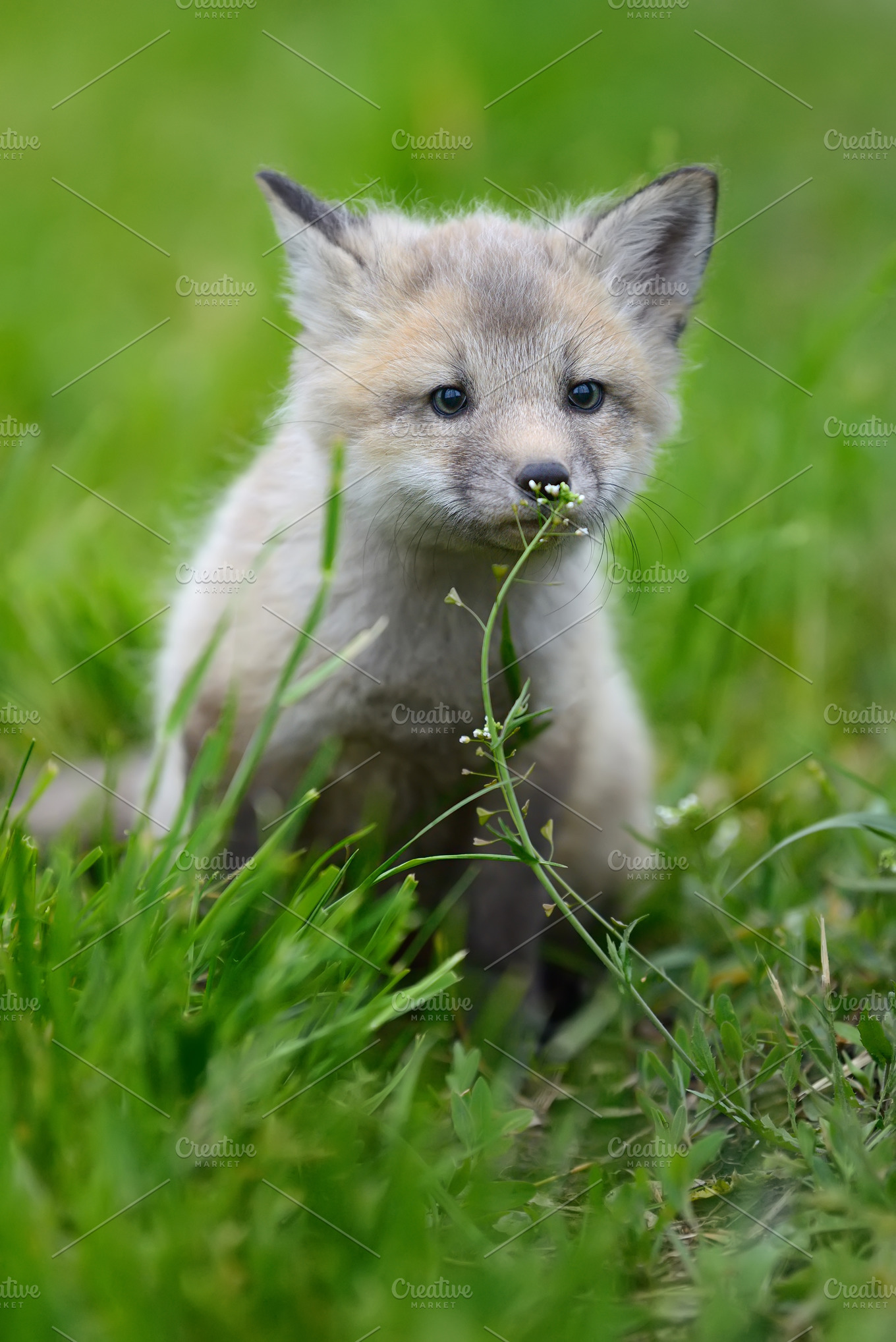 Silver fox где купить