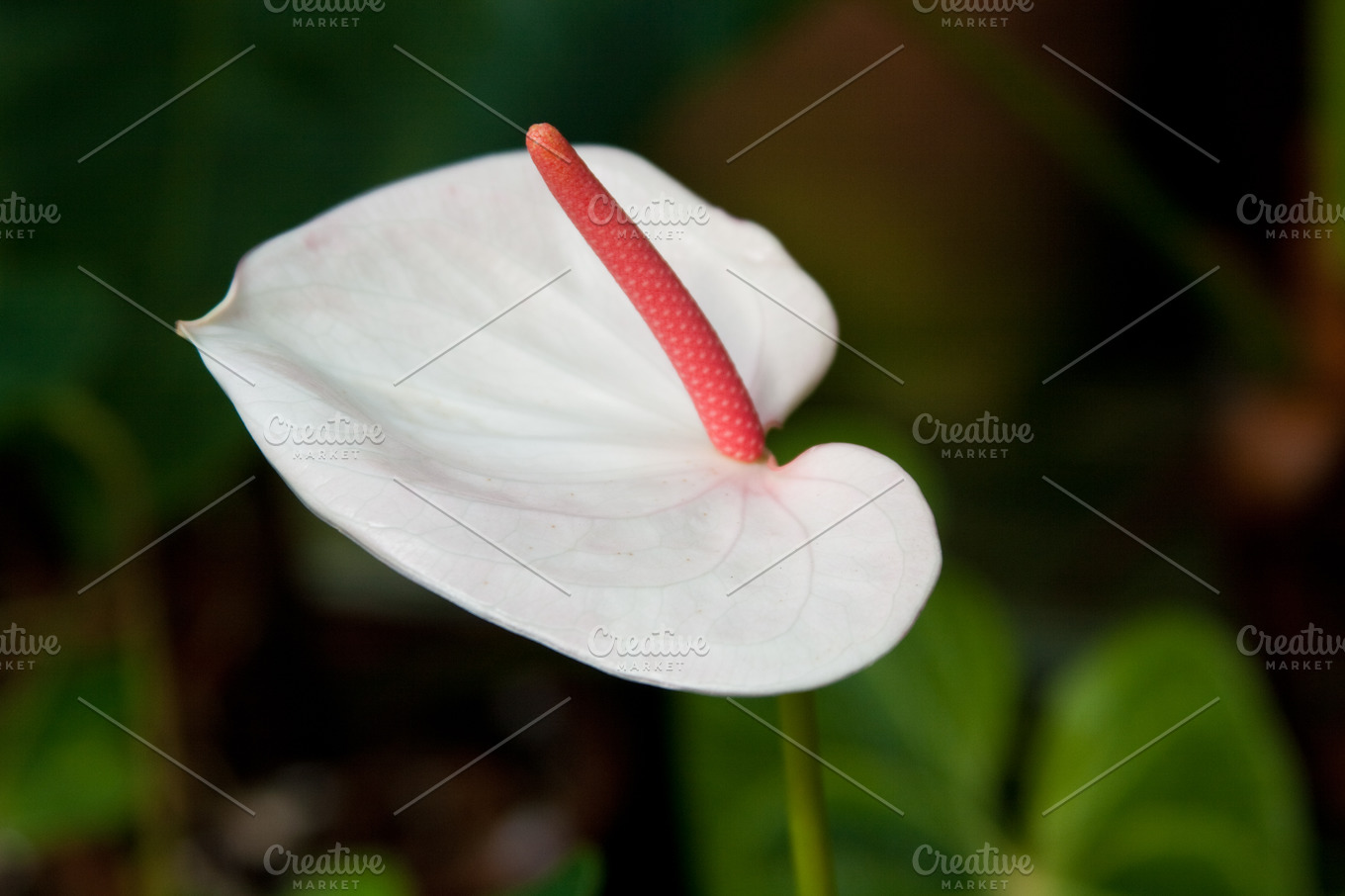 White calla | Nature Stock Photos ~ Creative Market