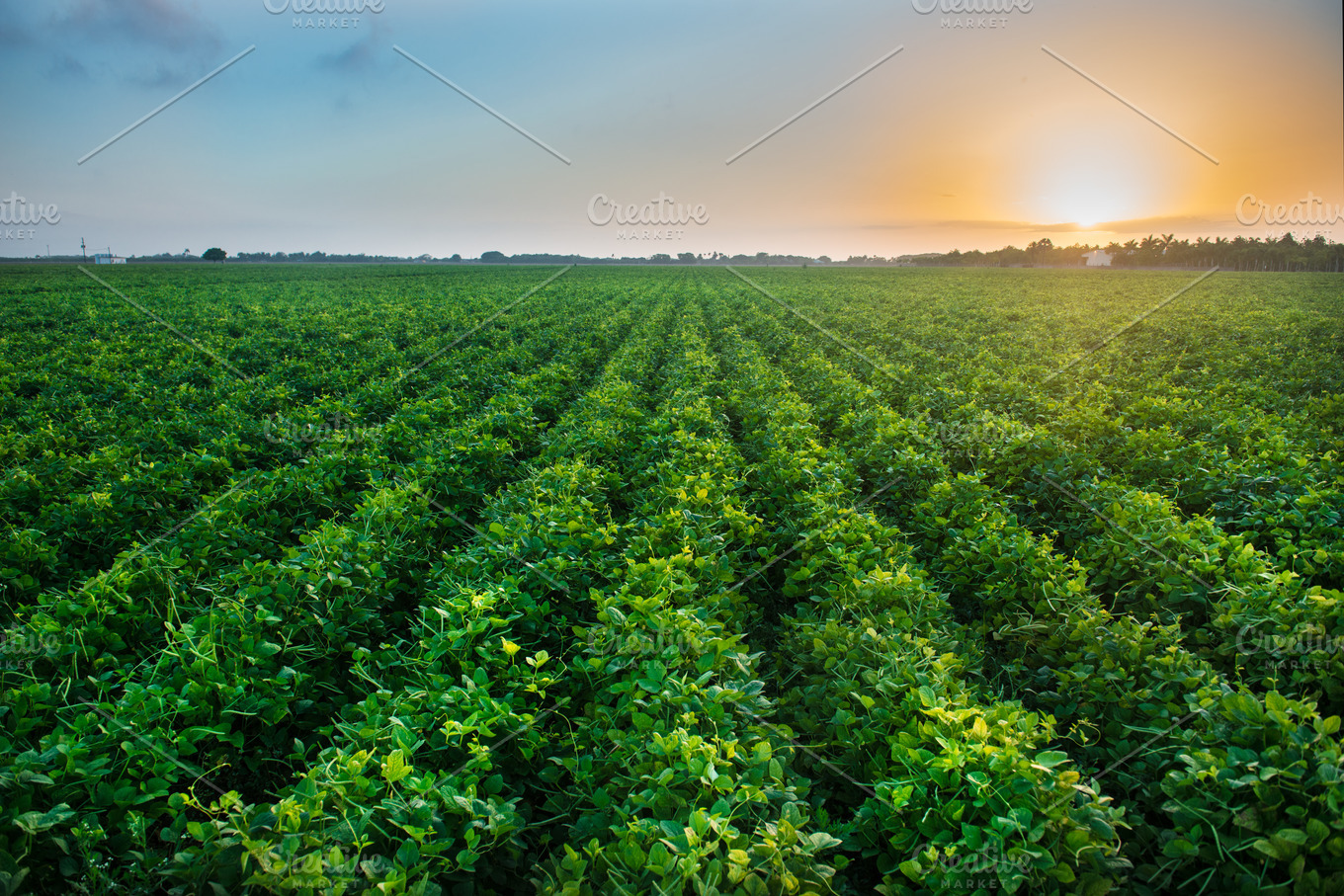 Green bean crop field on farm Nature Stock Photos Creative Market