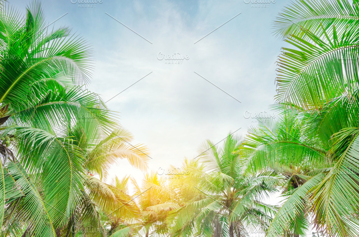 Coconut tree featuring background, beach, and beautiful | Nature Stock