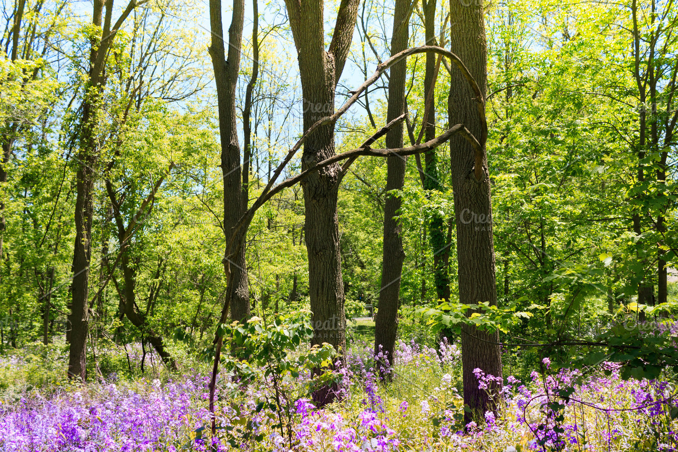 Spring scenery in the woods HighQuality Nature Stock Photos