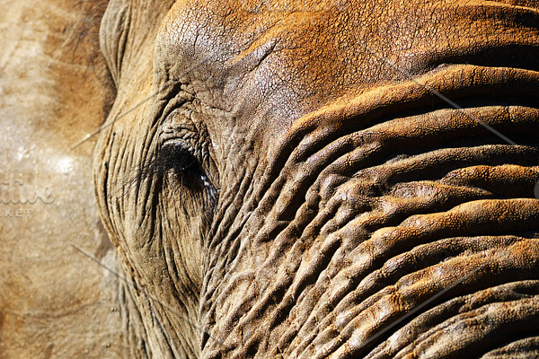 Elephant close up at low resolution | High-Quality Animal Stock Photos