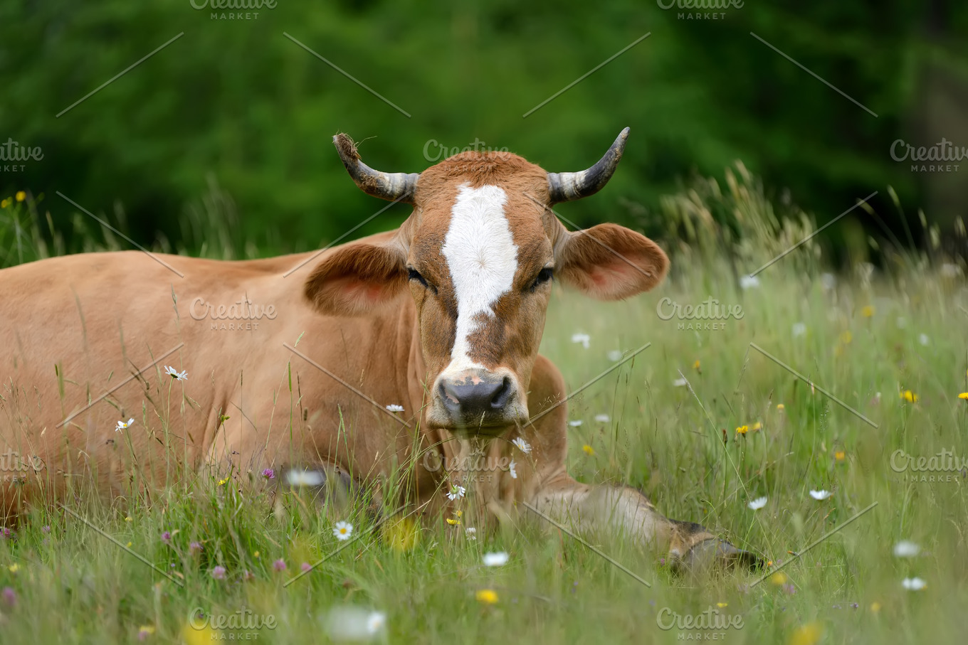 Cow featuring cow, animal, and farm | High-Quality Animal Stock Photos