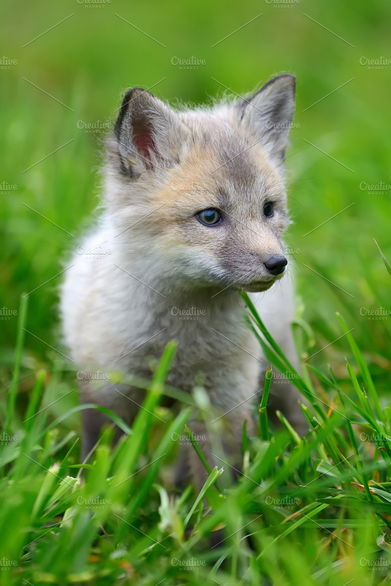 Baby fox | High-Quality Animal Stock Photos ~ Creative Market